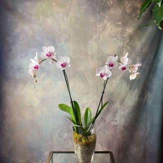 Large Double-Stem Phalaenopsis Orchid