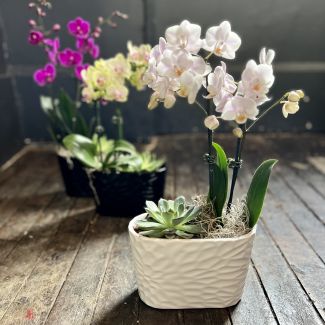 Orchid and Succulent Garden