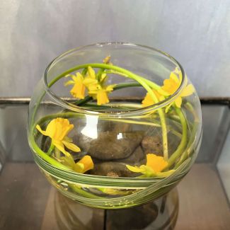 Daffodil Bowl Arrangement