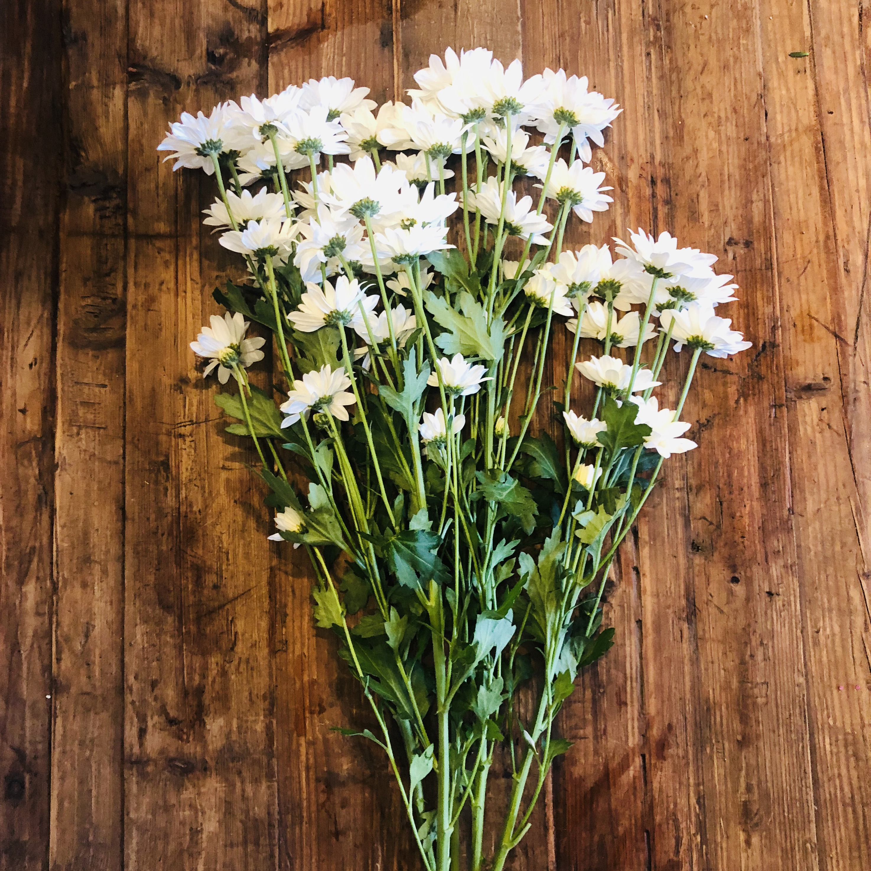 White daisy flowers hotsell