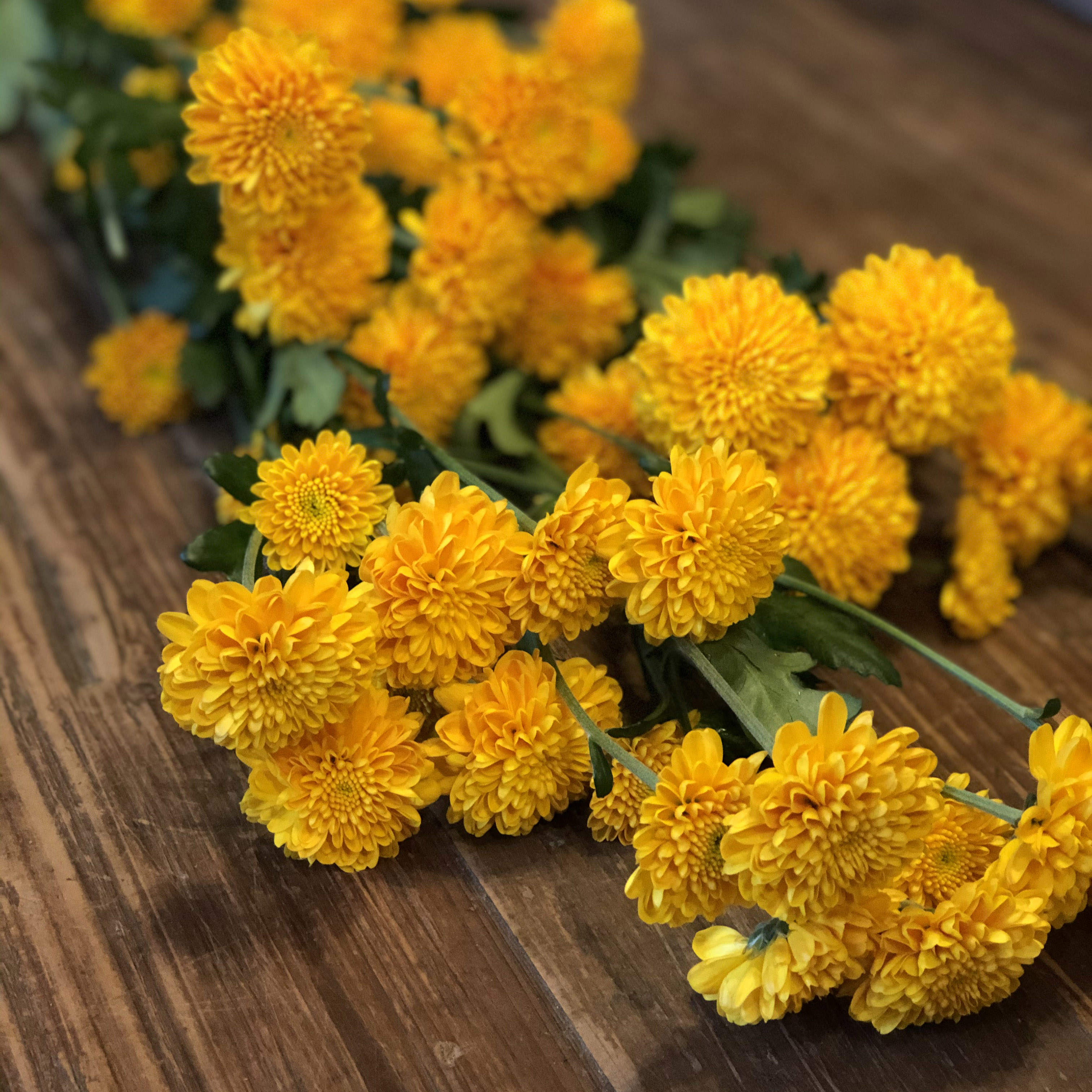 Yellow Pompon Mums :: Flowers By Nature