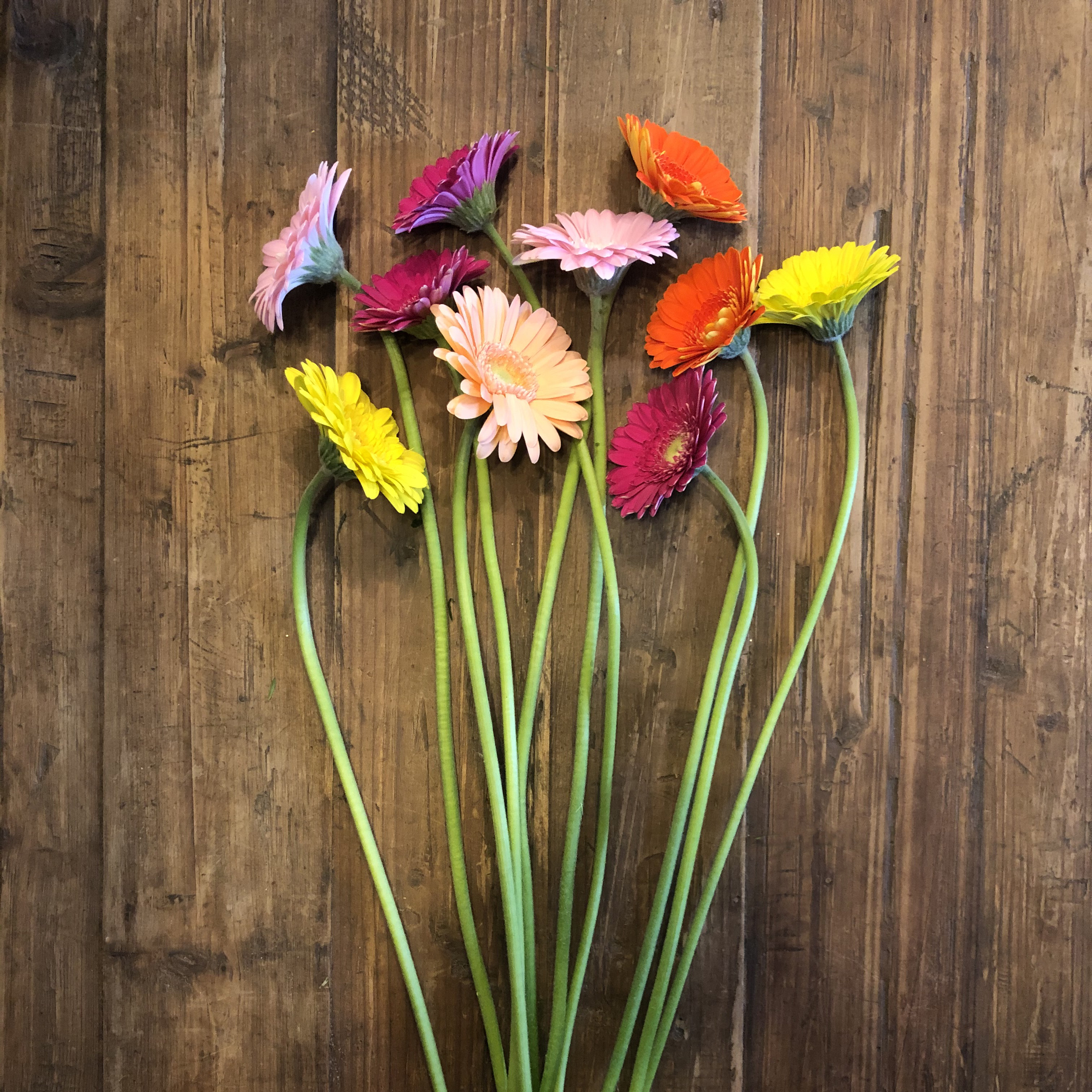 Miniature Gerbera Daisies Flowers By Nature