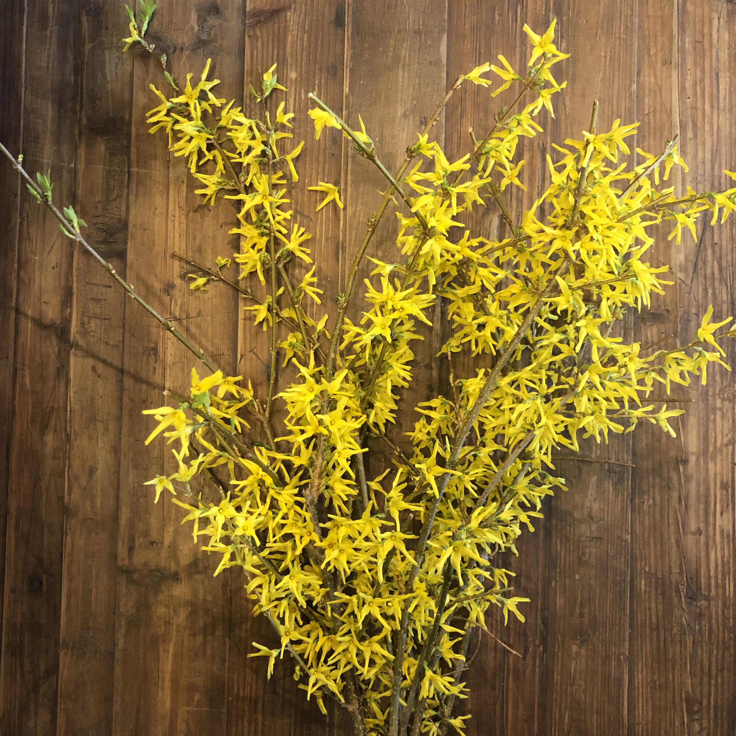 Forsythia Branches.