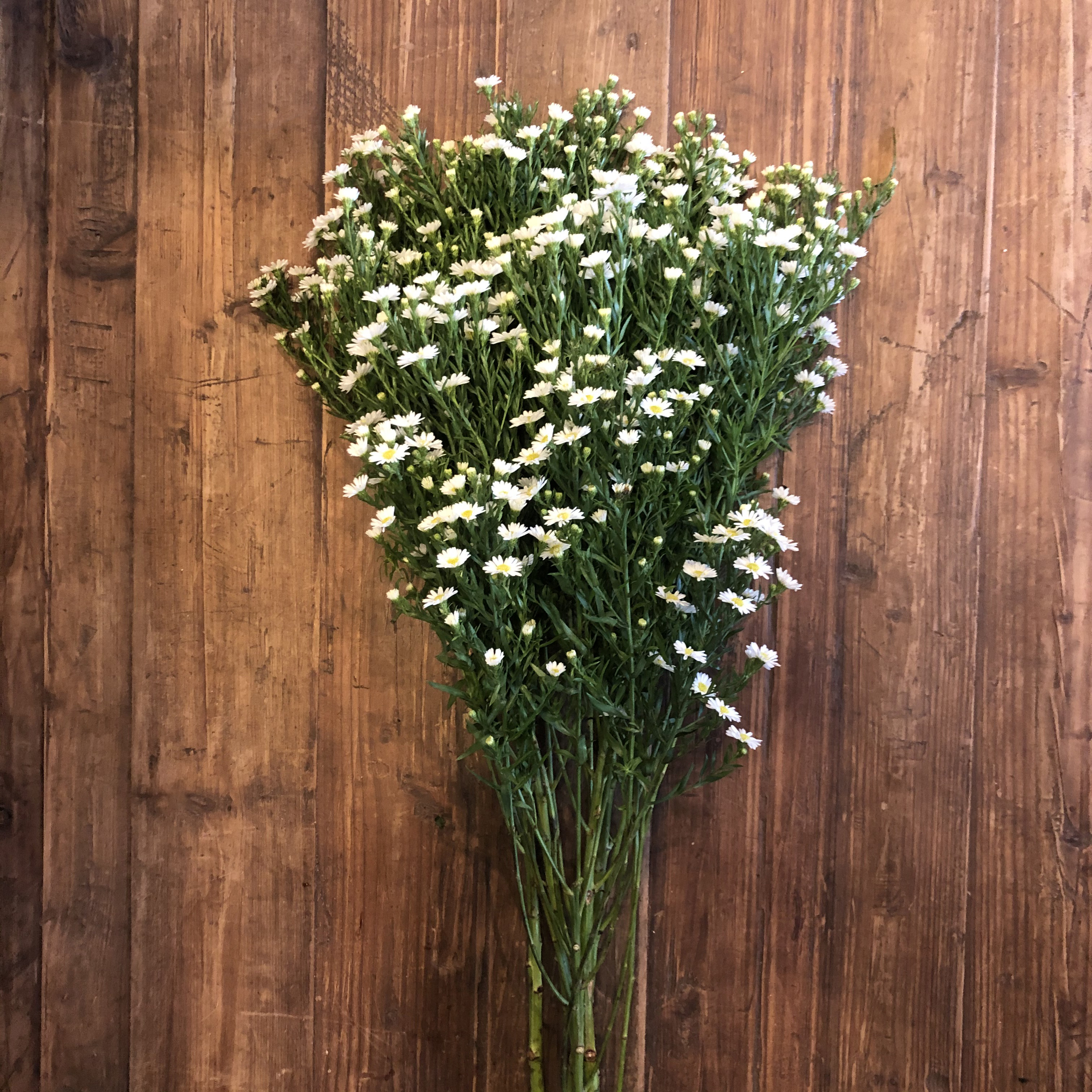 White Monte Casino Aster :: Flowers By Nature