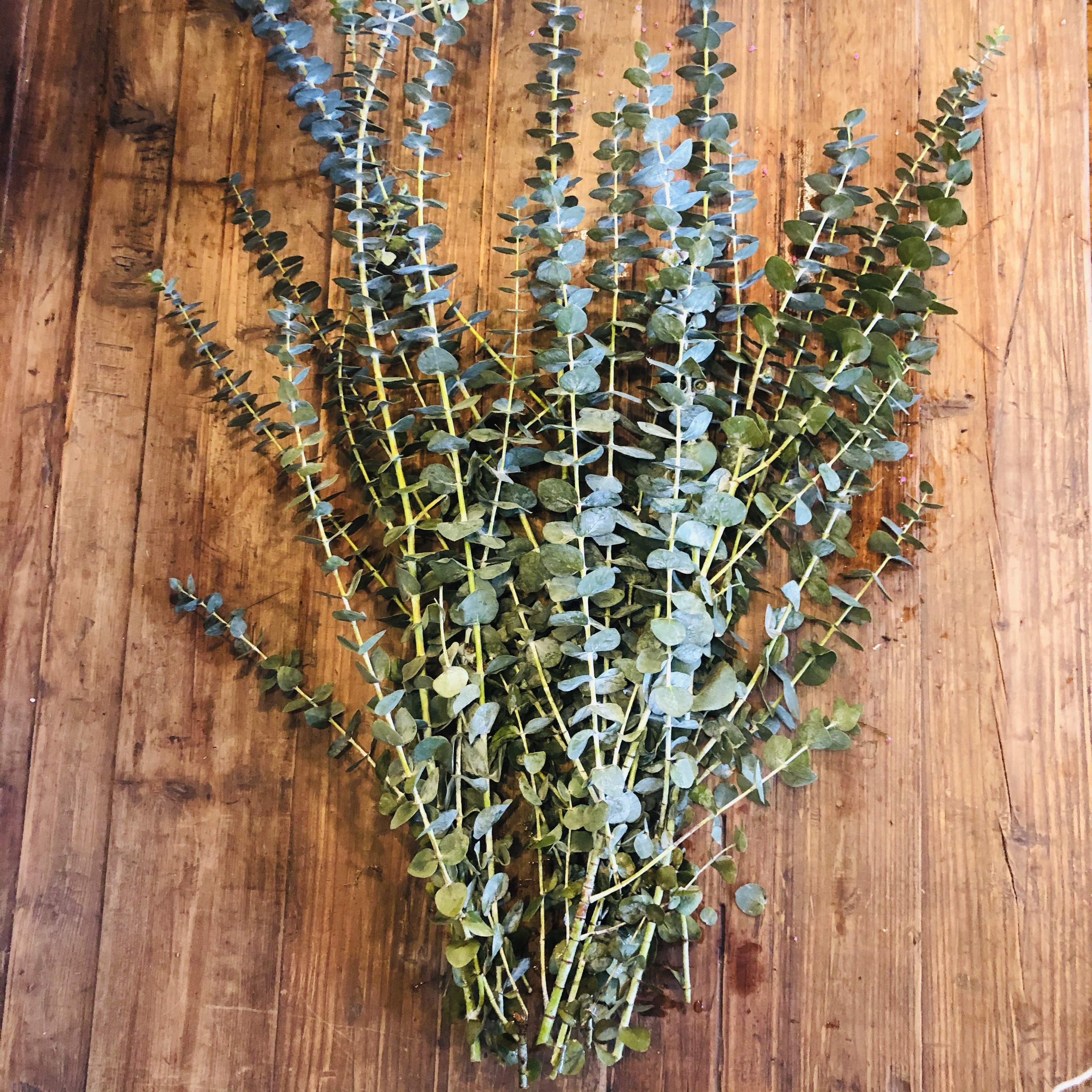 Baby Blue Spiral Eucalyptus :: Flowers By Nature