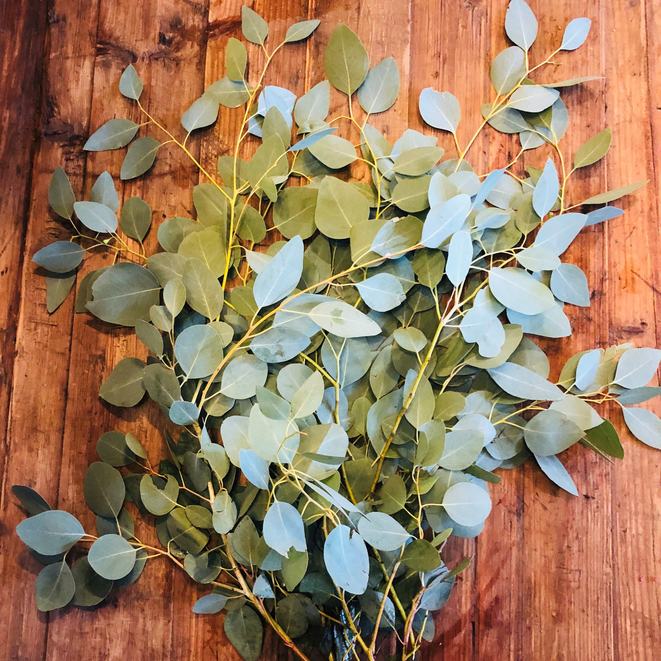 Silver Dollar Eucalyptus Flowers By Nature