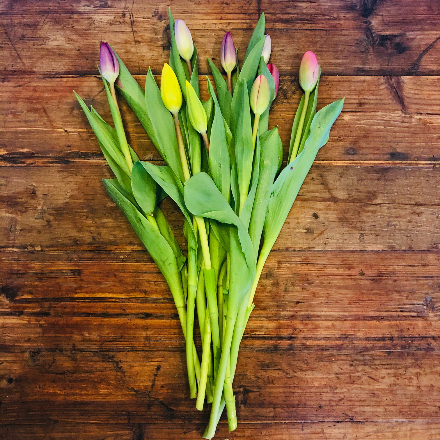 Tulips Flowers By Nature