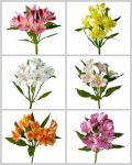 Alstroemeria (Multiple Colors)