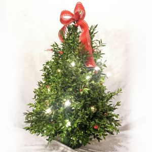 Farm Tree Christmas Boxwood