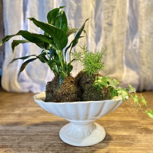 Kokedama in Scalloped Ceramic Compote