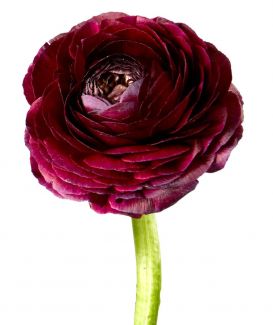 burgundy ranunculus