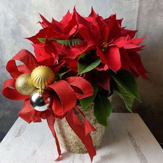 Poinsettia - Arrangement