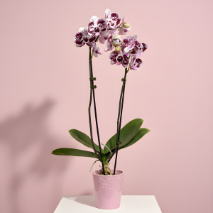 Large Phalaenopsis Orchid
