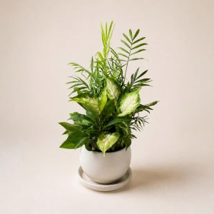 Dish Garden - Small