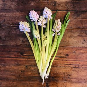 Pink Hyacinth