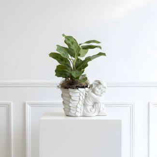 Guardian Angel - Houseplant
