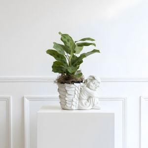 Guardian Angel - Houseplant