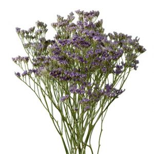 lavender limonium