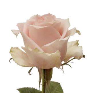 lite pink rose