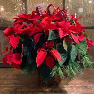 Grand Poinsettia