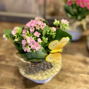 kalanchoe basket