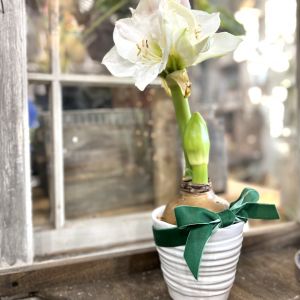Waxed Amaryllis in Ceramic Pot