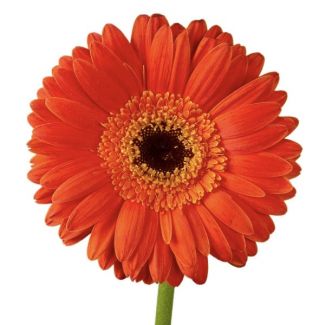orange gerbera