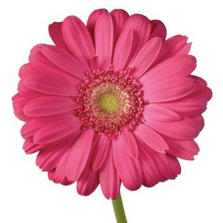 dark pink gerbera