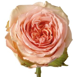 coral/peach garden rose