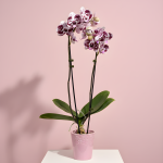 Large Phalaenopsis Orchid