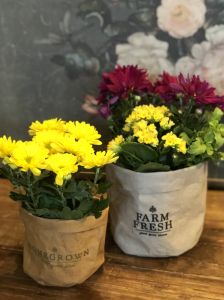 Homegrown Farm Fresh Duo