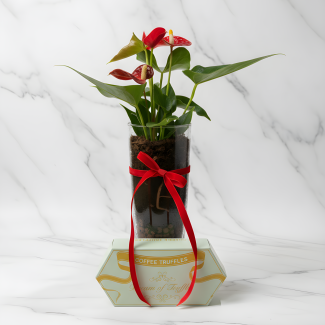 Flowers and Chocolate (Anthurium + Truffles)