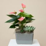 Anthurium and Succulent Garden