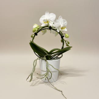 Mini Hoop Orchid