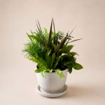 Dish Garden - Medium