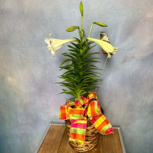 Easter Lily in Basket