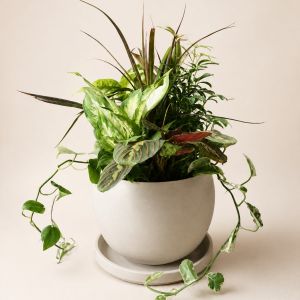 Dish Garden - Large