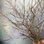 Fresh Cut Blueberry Branches - Bunch