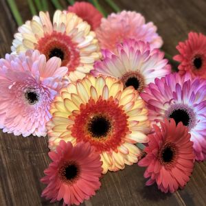 Gerbera Sorbet Flowers By Nature