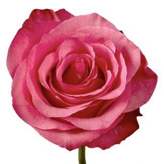 dark pink rose