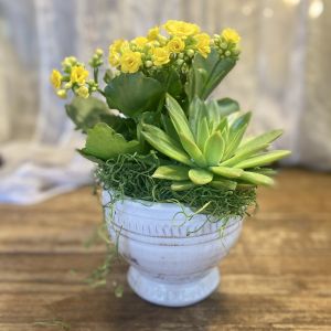 kalancho and succulent garden