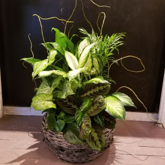 Dish Garden
