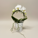 Mini Hoop Orchid
