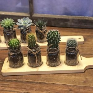 Flight of Cactus