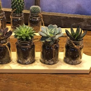 Flight of Succulents