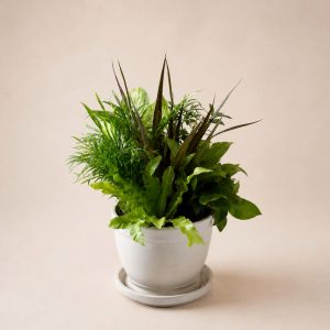 Dish Garden - Medium