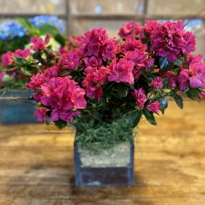 Azaleas