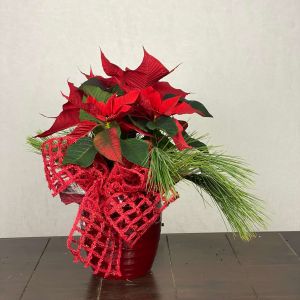 Prancer Poinsettia