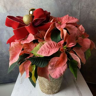 Cupid Poinsettia
