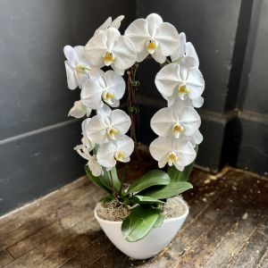 Phalaenopsis Duo Waterfall Orchid